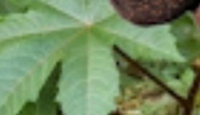 Déverrouillez le secret guérisseur de la nature : Les pouvoirs étonnants des feuilles de ricin