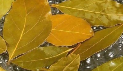 Banish Flies, Mosquitoes, and Cockroaches with These Simple Natural Remedies