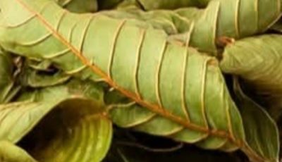 Unlock the full potential of guava leaves and start reaping the rewards of this extraordinary plant