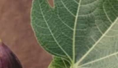🌿 Fig Leaf Tea (Traditional Healing Infusion)