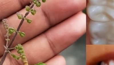 Holy Basil (Tulsi) for Oral Health