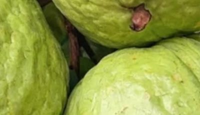 Guava Recipes for Balanced Blood Sugar and Stronger Hair – Natural Remedies that Work