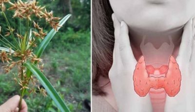 The “Hidden Herb” Ancient Healers Protected: Is Nutgrass the Ultimate Secret to Natural Health?