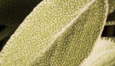 Everything you can do with this plant: all of Grandma’s uses