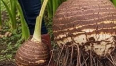 Taro: The Tropical Treasure Your Kitchen — and Your Body — Will Love