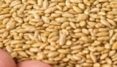 Alpiste: The Miracle Seed of Nature (Benefits, Uses, and How to Consume It)