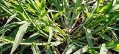 Corn Silk for Kidney Health