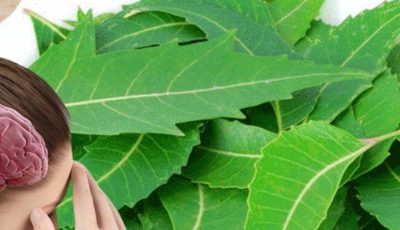 Neem Leaves: The Bitter Leaf That May Support Your Health in Surprising Ways