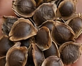 Moringa Seed Morning Method