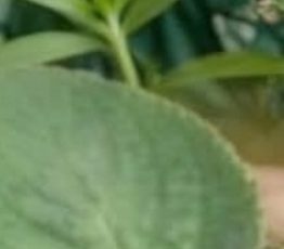 PURPLE BASIL: A NATURAL SHIELD FOR EYE HEALTH