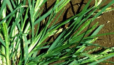 🌿 Goosegrass (Eleusine indica) Herbal Tea Recipe