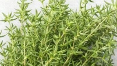 The Powerful Herb That May Support Your Health Naturally