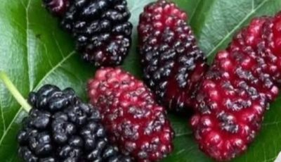 One leaf fights diabetes, high blood pressure, and body aches