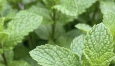 Peppermint juice with lemon: benefits, medicinal uses and how to prepare it correctly