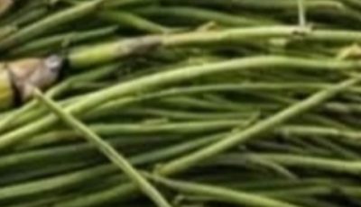 Horsetail Plant: Benefits, Properties, and How to Use It Correctly
