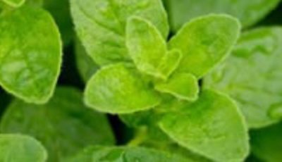 THE MOST POWRFUL PLANT