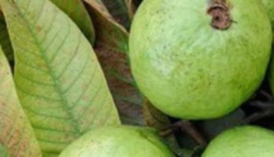Say Goodbye to High Blood Sugar: Discover the Power of Guava