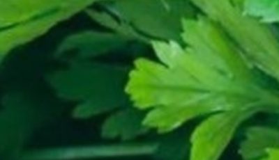 This plant k.i.l.ls 86% of lung cancer cells