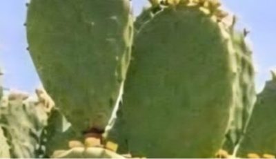 CACTUS OR CACTUS KNOWN AS PLANT OF LIFE