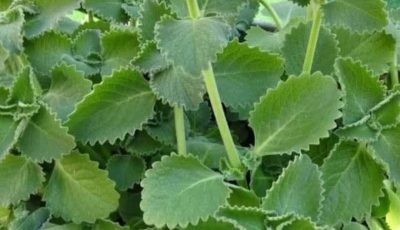 A Scientific Look at Oregano’s Role in Supporting Wellness