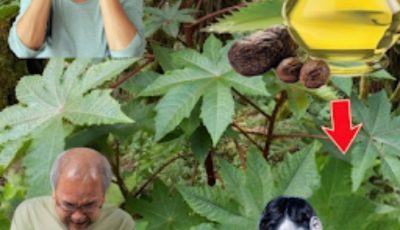 Déverrouillez le secret guérisseur de la nature : Les pouvoirs étonnants des feuilles de ricin