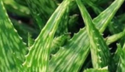 Barbara O’Neill’s Natural Wisdom for Cancer Support: A Holistic Path to Healing