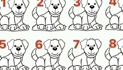 Most People Fail: Can You Spot Which Dog Is Different?