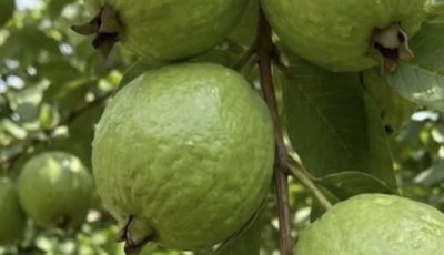 Guava Leaf Tea: A Natural Ally for Everyday Wellness