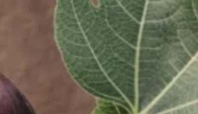 The Power of Fig Leaves: Hidden Benefits in These Leaves