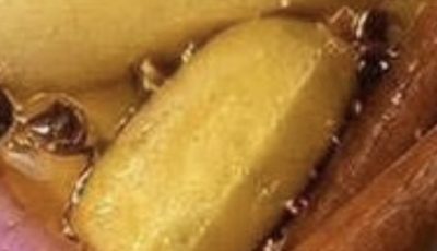 Lemon Garlic Ginger Cinnamon Remedy: A Simple Natural Wellness Elixir