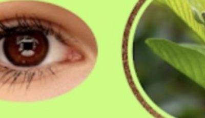 Comment utiliser la goyave pour prendre soin de vos yeux : Des remèdes naturels qui surprennent