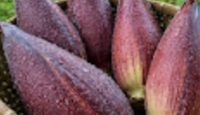 Avoir cette plante dans son jardin est plus précieux que de trouver de l’argent