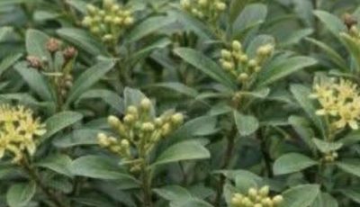 How to grow clove plant at home – from seed to spice