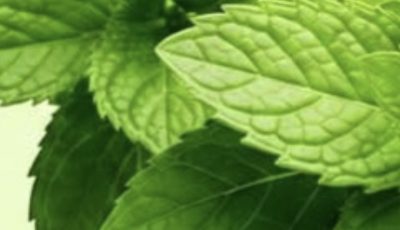 Mint and Rosemary: A Natural Blend for Joint and Muscle Comfort