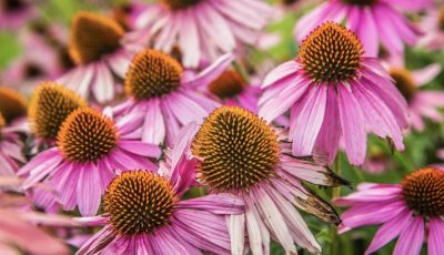 Echinacea Tea Recipe 🌸