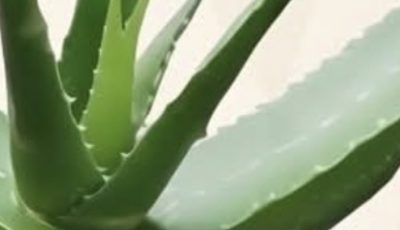 16 Health Problems That Aloe Vera Could Help Combat