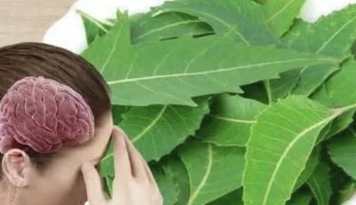 Discover the Power of the Leaf That Will Transform Your Health!