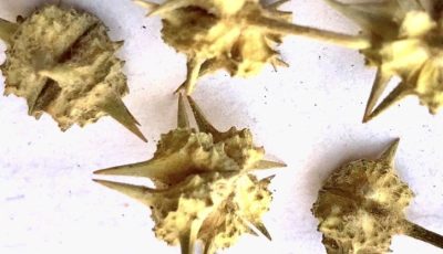 The Hidden Power of Puncture Vine Fruit (Tribulus terrestris)
