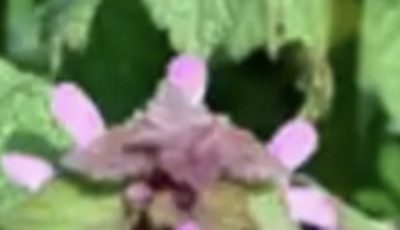 Purple Dead Nettle (Lamium purpureum)