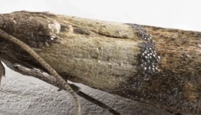 How to Get Rid of Pantry Moths and Keep Them Out for Good