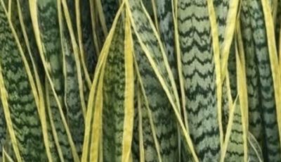 Maranta Plant: The Living Amulet That “Prays” for Abundance