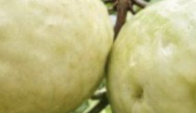 The Surprising Health Benefits of Guava