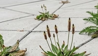 Natural and Powerful Homemade Weed Control